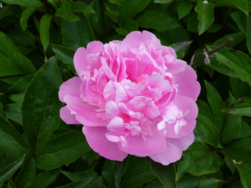 Paeonia sp3 photo